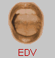  EDV 